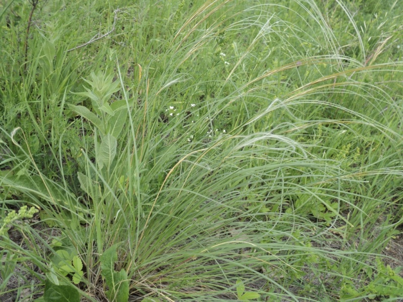 Изображение особи Stipa dasyphylla.