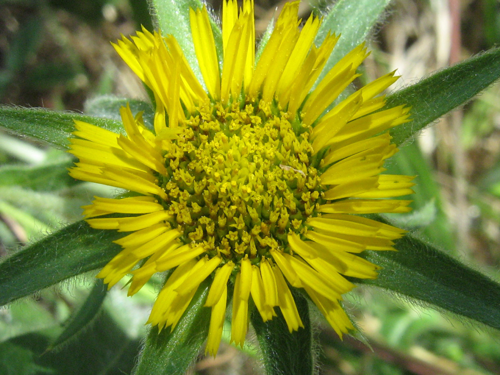 Image of Pallenis spinosa specimen.