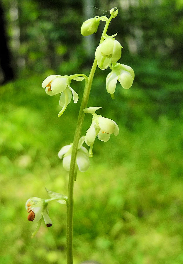 Image of Pyrola dahurica specimen.