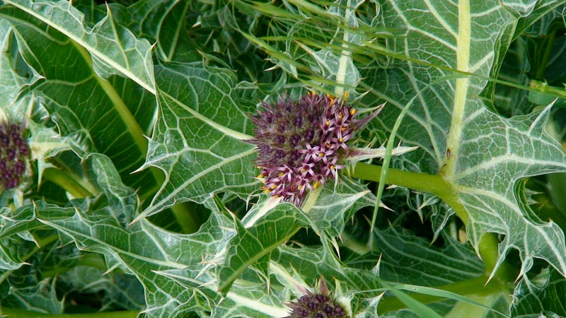 Image of Gundelia armeniaca specimen.