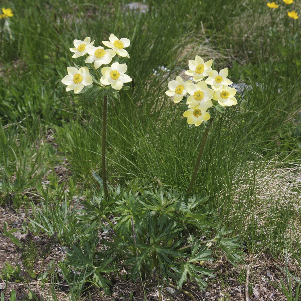 Image of Anemonastrum speciosum specimen.