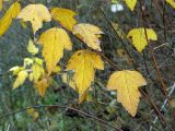 Physocarpus opulifolius