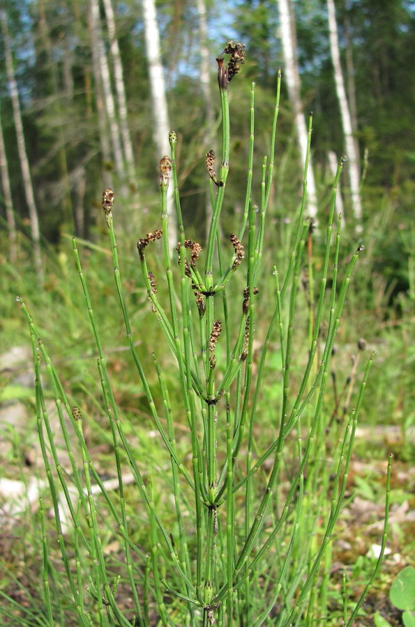 Изображение особи Equisetum palustre.