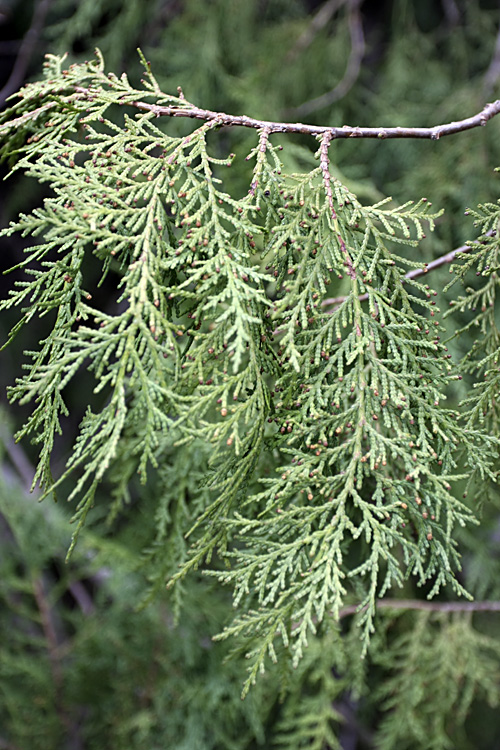 Изображение особи Platycladus orientalis.