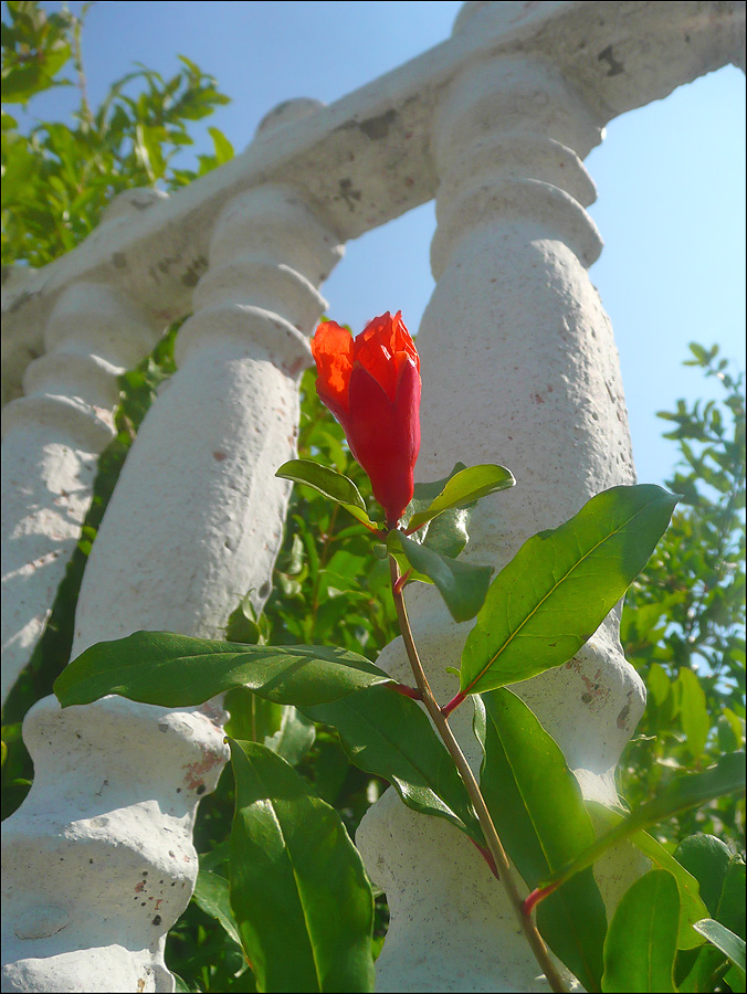 Image of Punica granatum specimen.