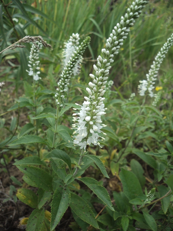 Изображение особи Veronica spicata.