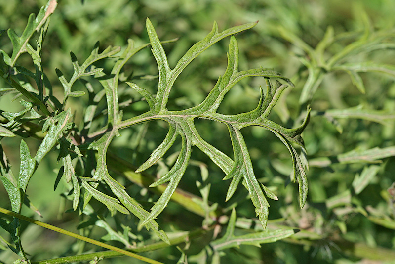 Изображение особи Senecio erucifolius.