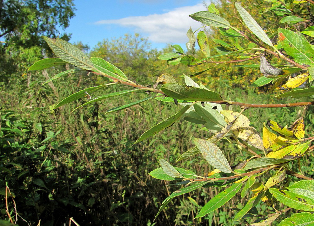 Image of Salix myrsinifolia specimen.