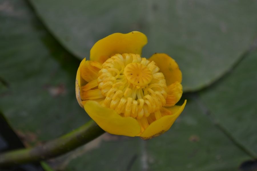 Изображение особи Nuphar lutea.