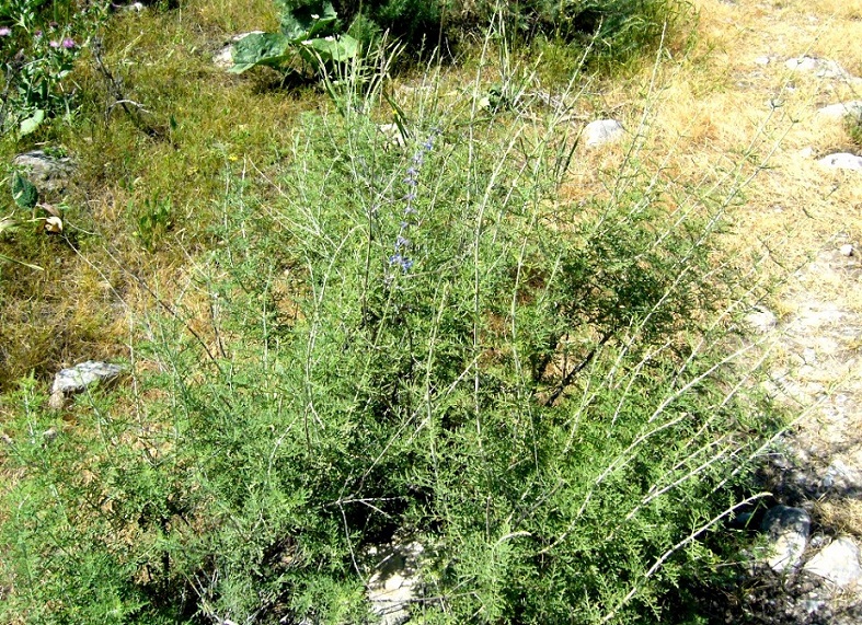 Image of Perovskia abrotanoides specimen.