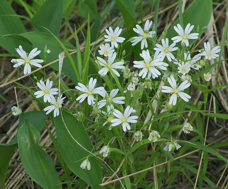 Image of Stellaria holostea specimen.