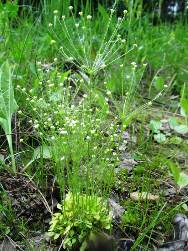 Image of Androsace filiformis specimen.