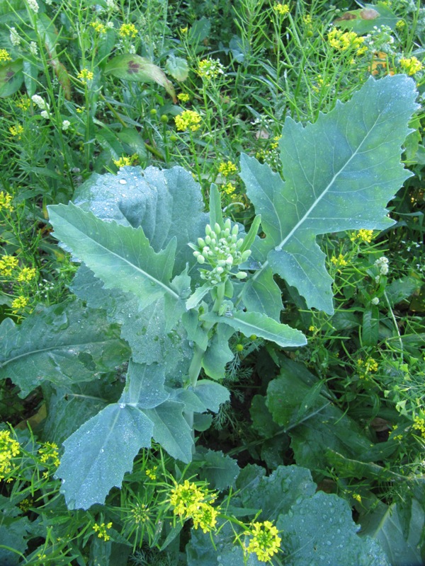 Изображение особи Brassica napus.