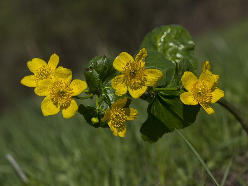 Image of Caltha palustris specimen.