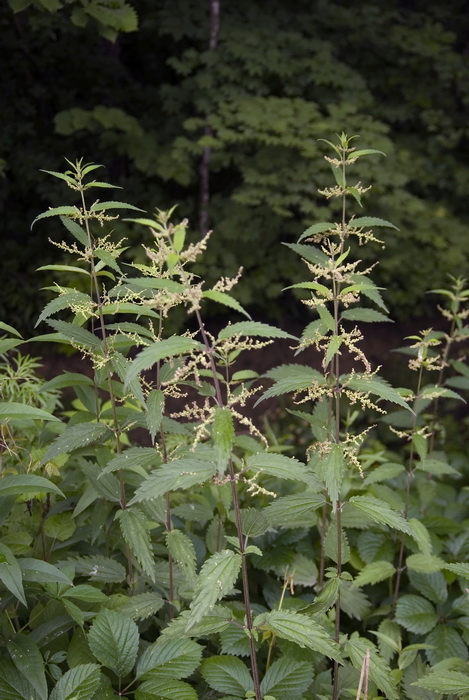 Image of genus Urtica specimen.