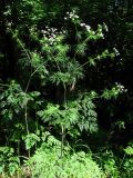 Chaerophyllum bulbosum. Цветущее растение. Крым, зап. склон Тырке. 20 июня 2011 г.
