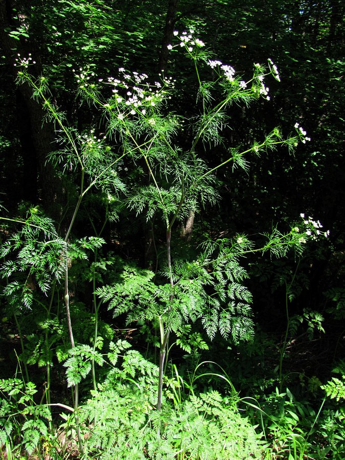 Изображение особи Chaerophyllum bulbosum.