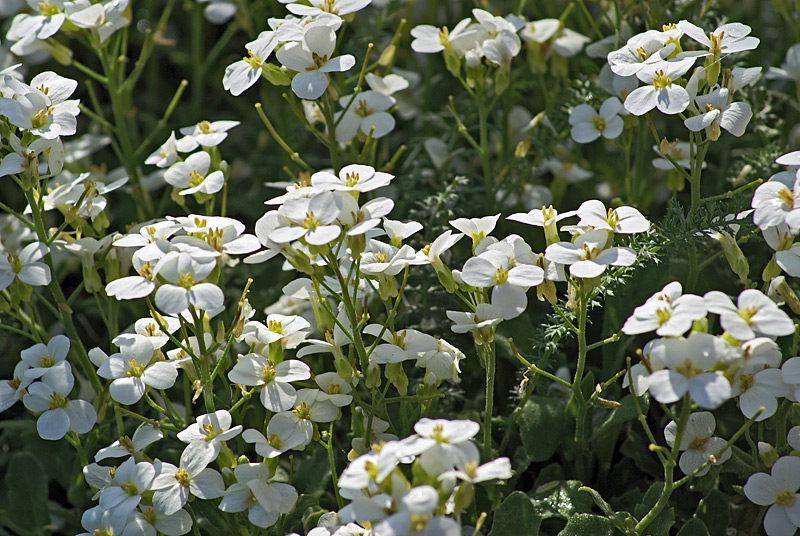 Изображение особи Arabis caucasica.