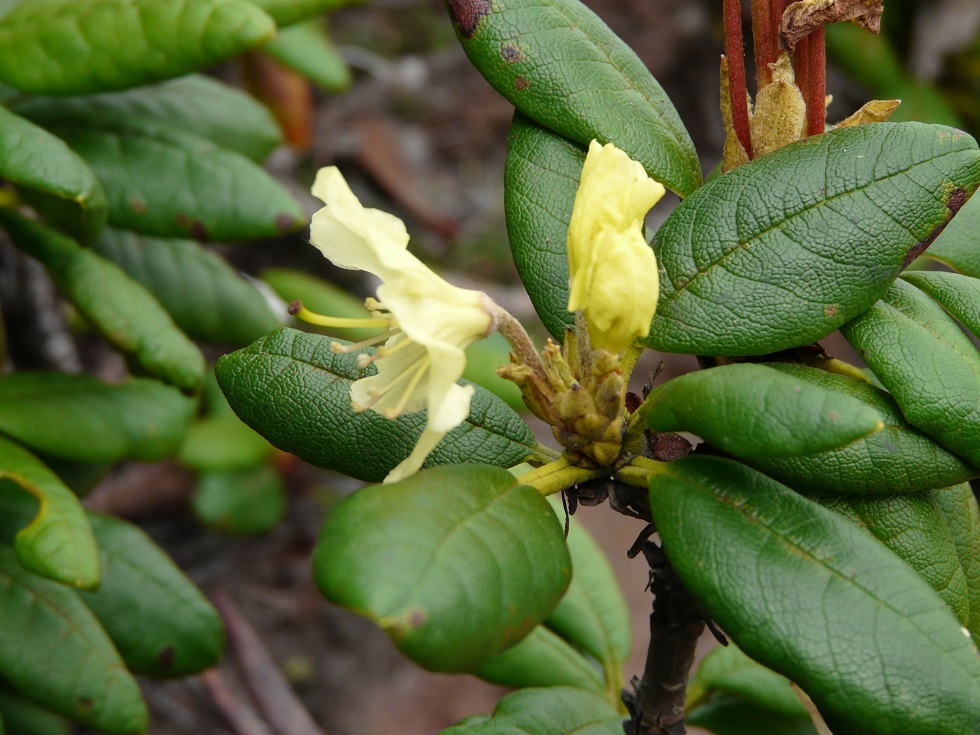 Изображение особи Rhododendron aureum.