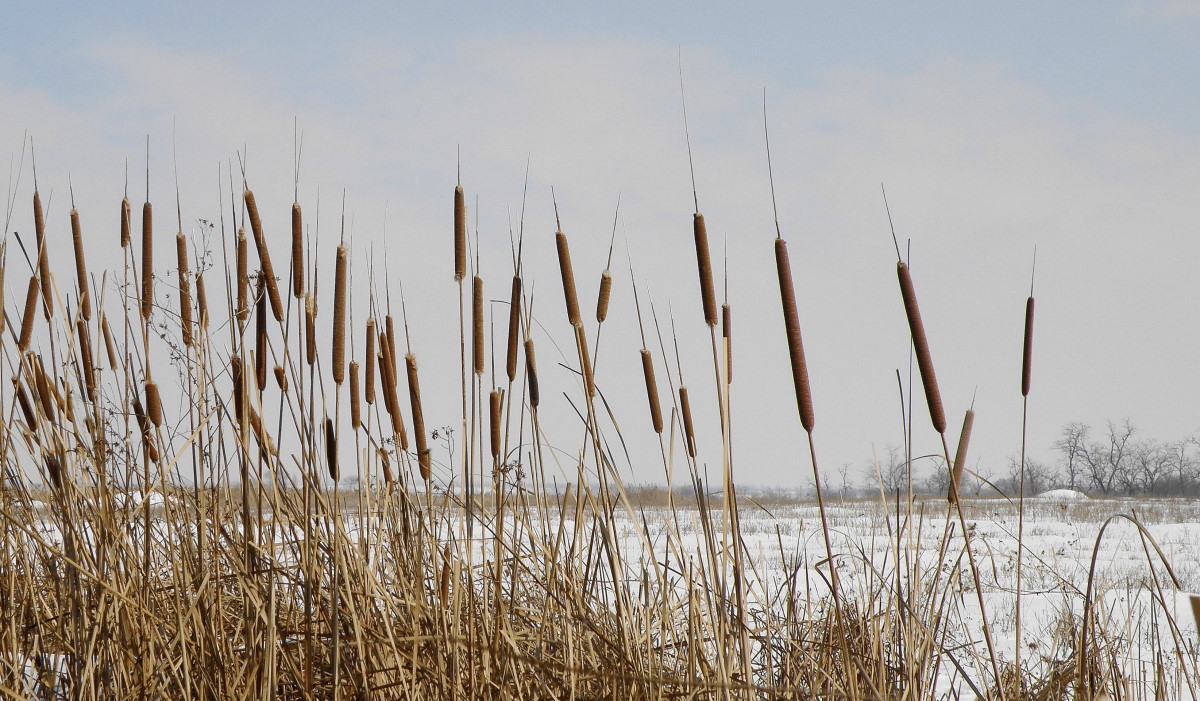 Изображение особи Typha angustifolia.