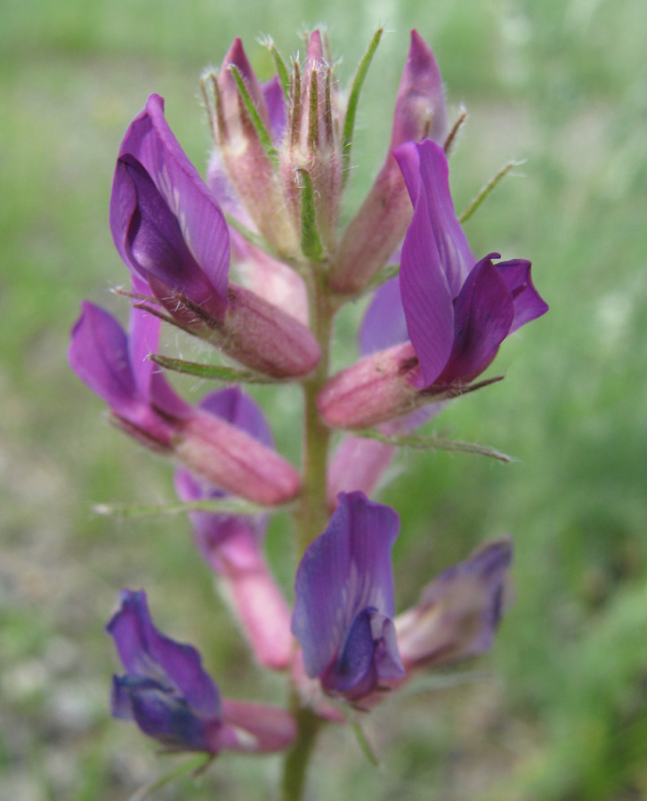 Image of Oxytropis prostrata specimen.