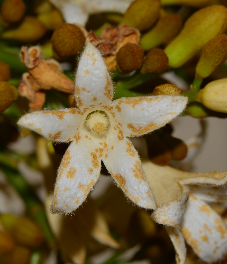 Изображение особи Brachychiton australis.