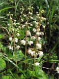 Pyrola rotundifolia. Цветущее растение. Ленинградская обл., Ломоносовский р-н, долина р. Шингарка, хвойный лес. 20.06.2009.