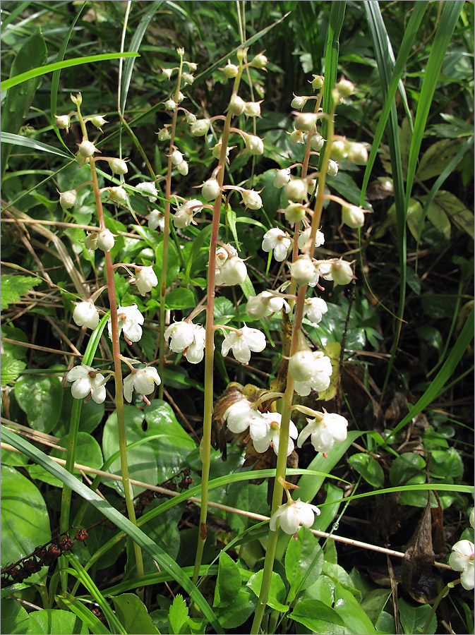 Image of Pyrola rotundifolia specimen.