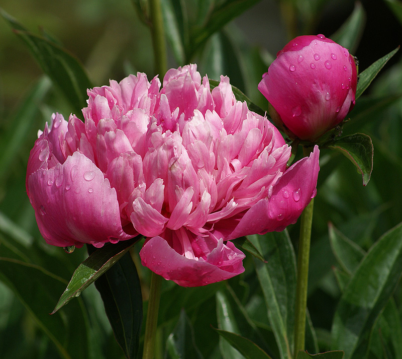 Image of Paeonia lactiflora specimen.