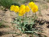 Tulipa lehmanniana