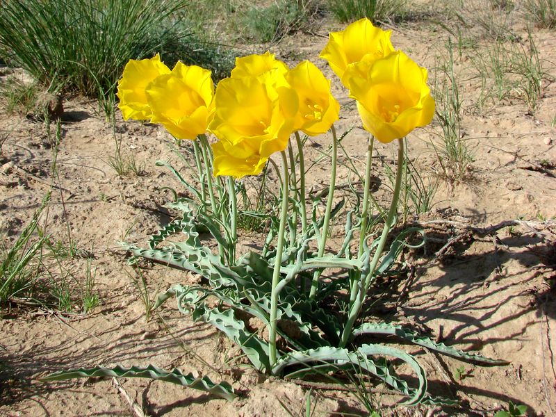 Изображение особи Tulipa lehmanniana.