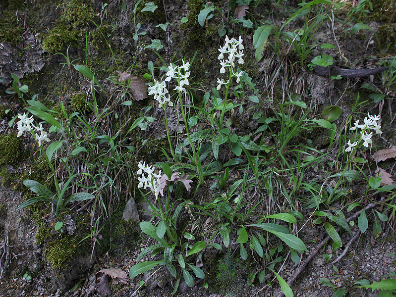 Image of Orchis provincialis specimen.