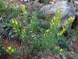 Chamaecytisus hirsutissimus