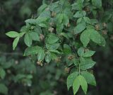 Euonymus verrucosus. Часть ветви с цветками. Московская обл., окр. г. Звенигород. 19.05.2012.