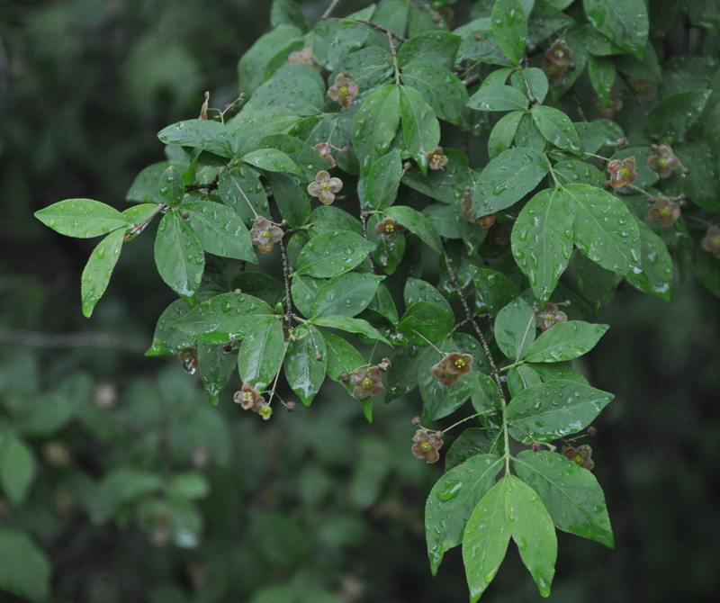 Изображение особи Euonymus verrucosus.