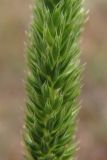 Phleum montanum