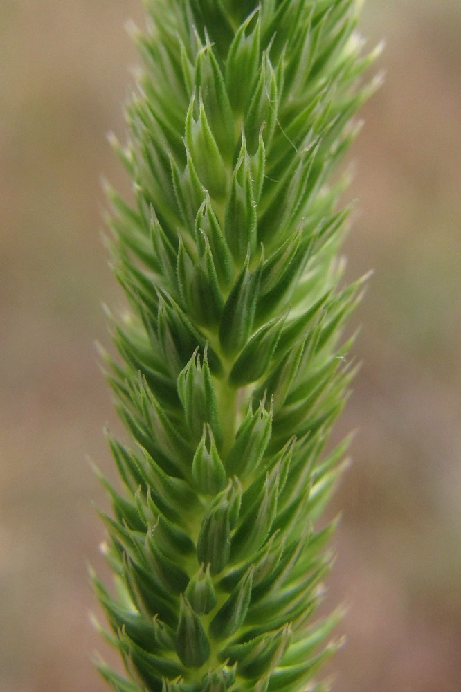 Изображение особи Phleum montanum.