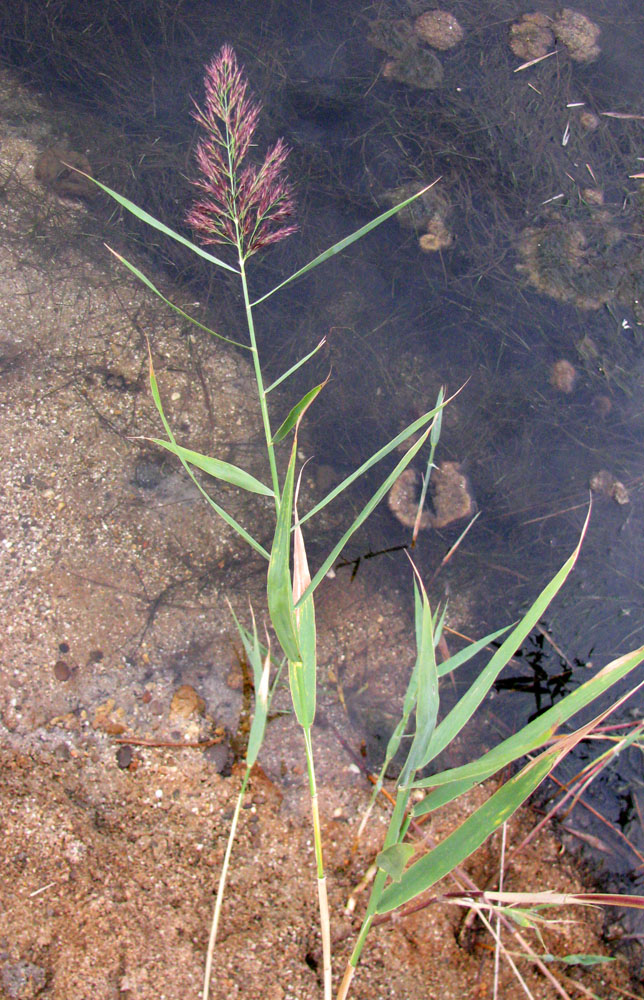 Изображение особи Phragmites australis.