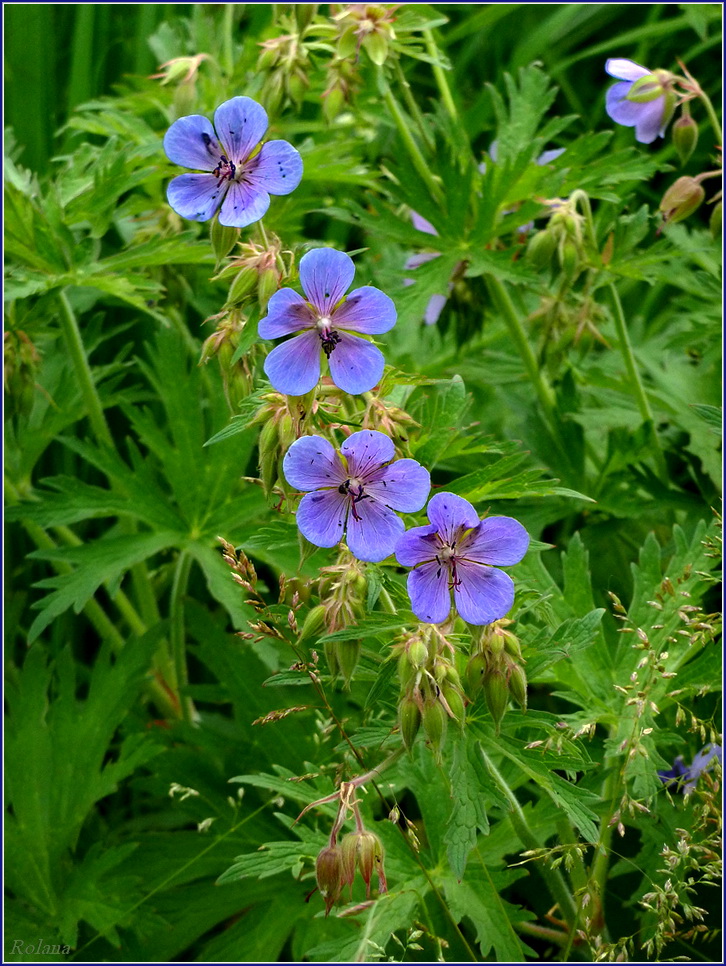 Image of Geranium pratense specimen.