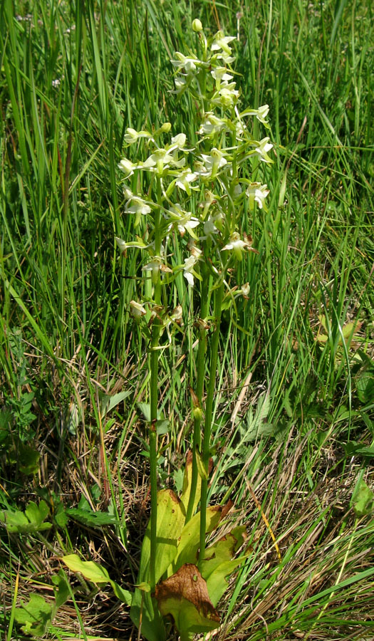 Image of Platanthera &times; hybrida specimen.