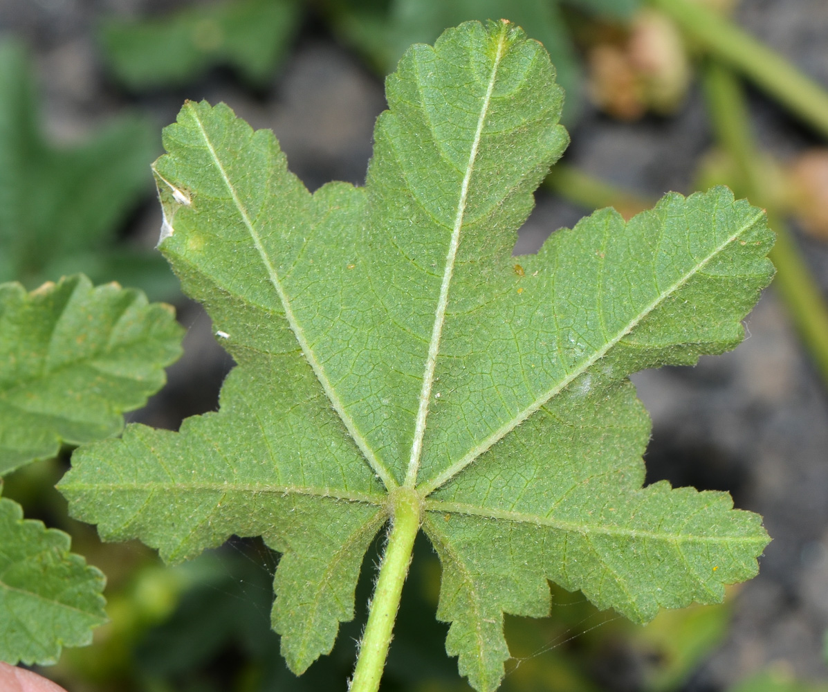 Image of Malva parviflora specimen.