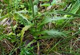 Cirsium heterophyllum. Прикорневая часть стебля с листьями. Московская обл., Лотошинский р-н, окр. дер. Савостино. 06.07.2012.