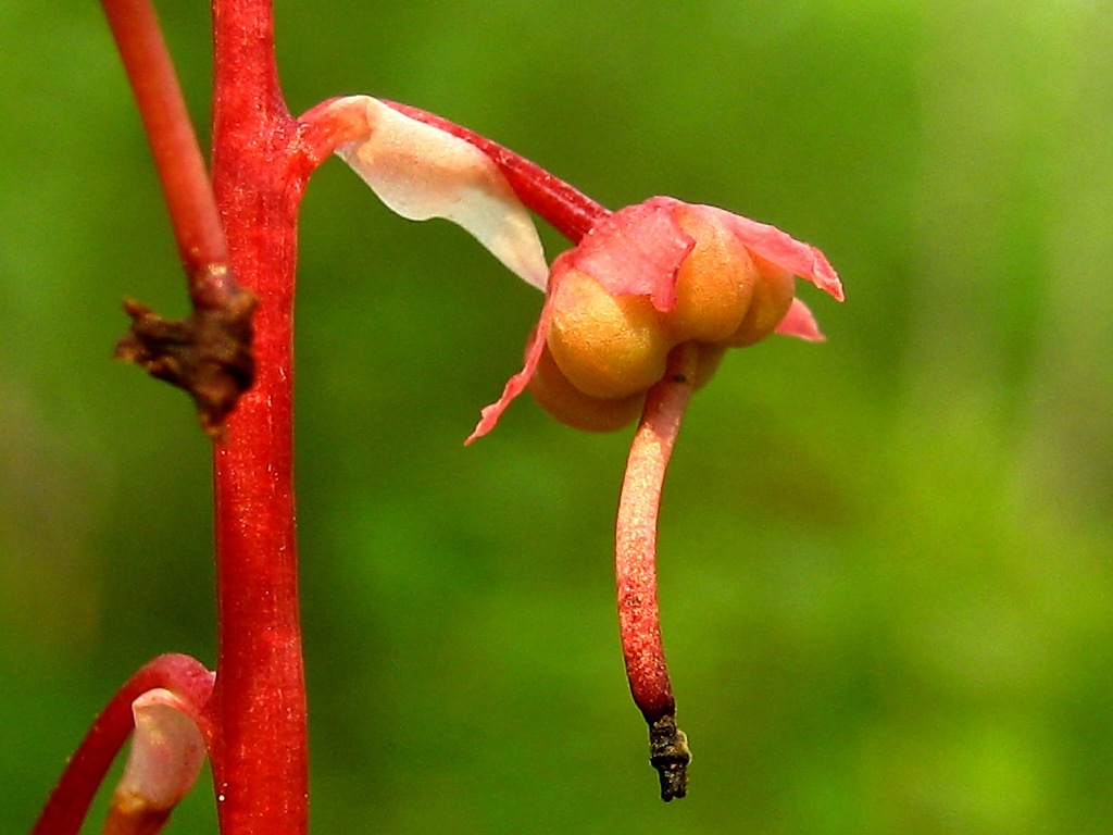 Image of Pyrola incarnata specimen.