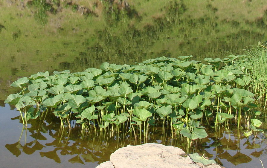 Image of Petasites radiatus specimen.