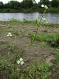 Alisma plantago-aquatica