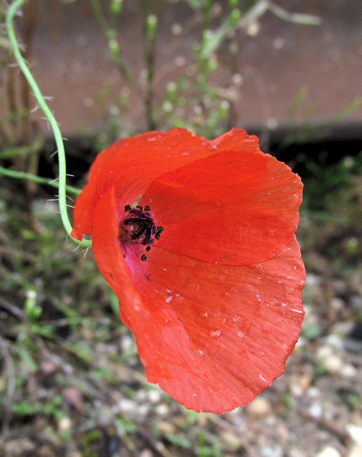 Изображение особи Papaver rhoeas.