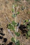 Psoralea drupacea