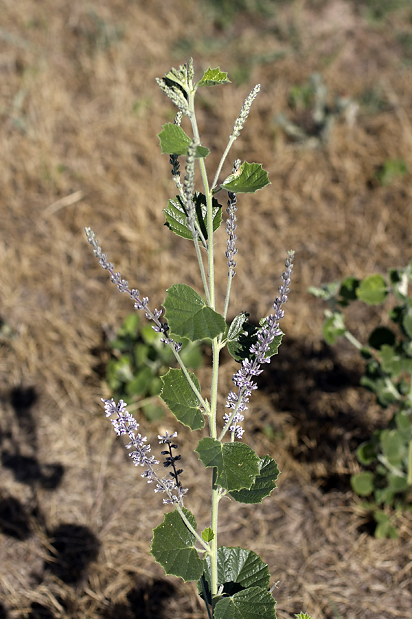 Изображение особи Psoralea drupacea.