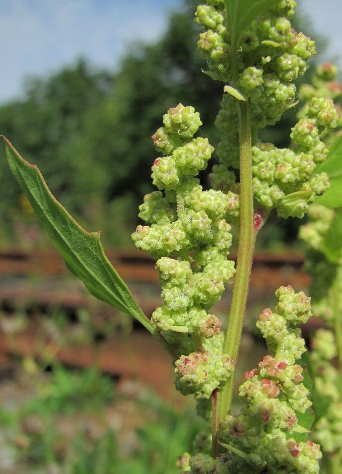 Image of Chenopodium acerifolium specimen.