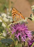 Centaurea scabiosa. Соцветие с кормящейся перламутровкой Адиппа (красной) (Argynnis adippe). Московская обл., Павлово-Посадский р-н, пойма р. Клязьма. 08.07.2012.